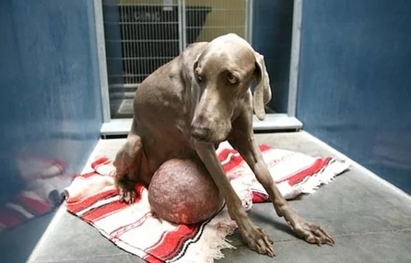 猎犬长出“巨型肉球”惨遭抛弃 新主人将其治疗后原主人立即找上门!