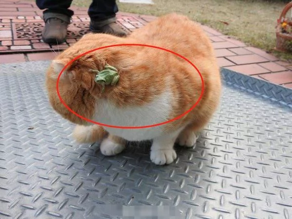 橘猫偶遇青蛙 想用爪子试探却发现青蛙不见了 主人走近一瞧笑喷!