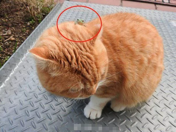橘猫偶遇青蛙 想用爪子试探却发现青蛙不见了 主人走近一瞧笑喷!