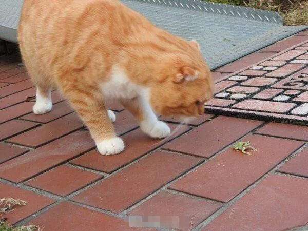 橘猫偶遇青蛙 想用爪子试探却发现青蛙不见了 主人走近一瞧笑喷!
