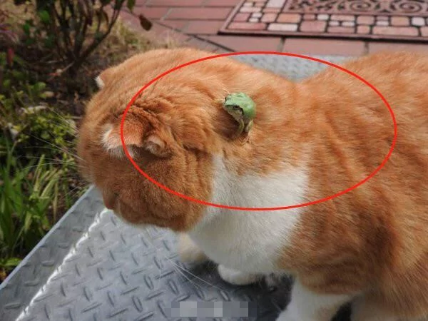 橘猫偶遇青蛙 想用爪子试探却发现青蛙不见了 主人走近一瞧笑喷!
