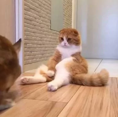 猫咪打不过兔子怎么办?请大家帮忙出个主意!