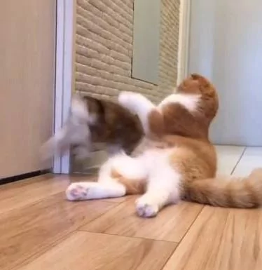 猫咪打不过兔子怎么办?请大家帮忙出个主意!