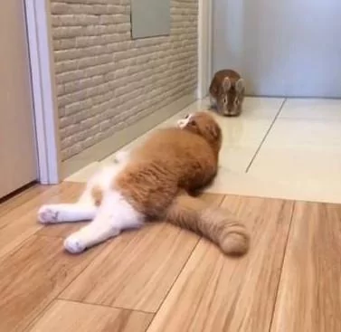 猫咪打不过兔子怎么办?请大家帮忙出个主意!