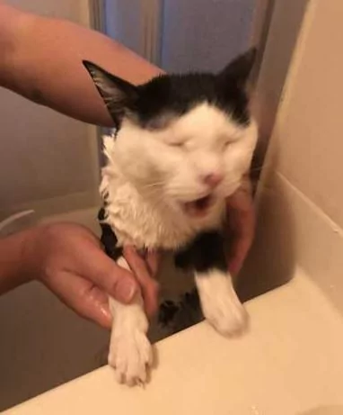 主人给家里的两只猫洗澡 不知道的以为这是在虐猫呢!