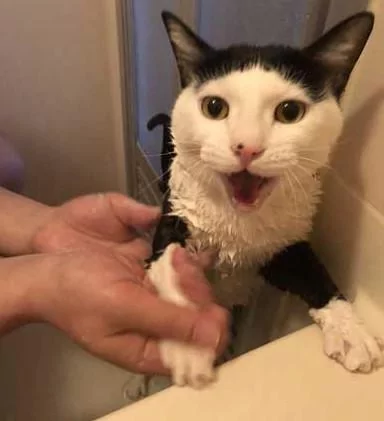 主人给家里的两只猫洗澡 不知道的以为这是在虐猫呢!