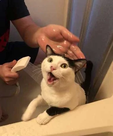 主人给家里的两只猫洗澡 不知道的以为这是在虐猫呢!