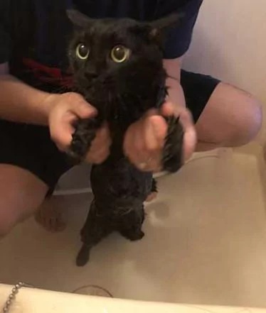 主人给家里的两只猫洗澡 不知道的以为这是在虐猫呢!