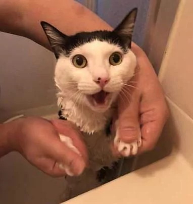 主人给家里的两只猫洗澡 不知道的以为这是在虐猫呢!