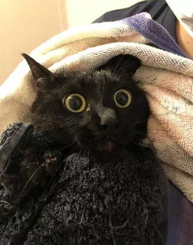 主人给家里的两只猫洗澡 不知道的以为这是在虐猫呢!