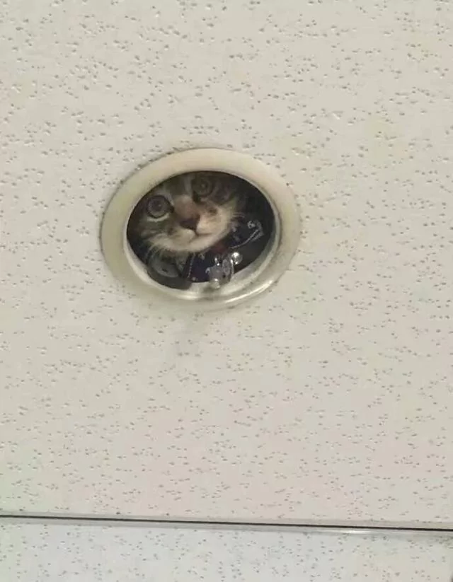 猫咪在学校走丢了 隔天上课看到天花板探出小脑袋!