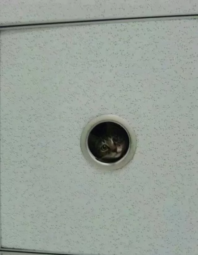 猫咪在学校走丢了 隔天上课看到天花板探出小脑袋!