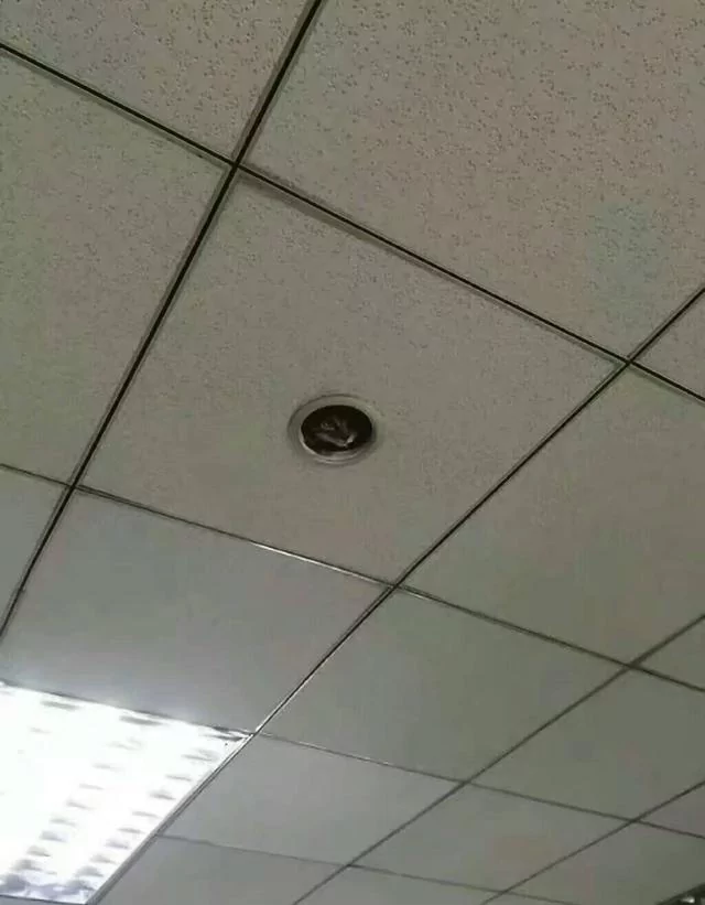 猫咪在学校走丢了 隔天上课看到天花板探出小脑袋!
