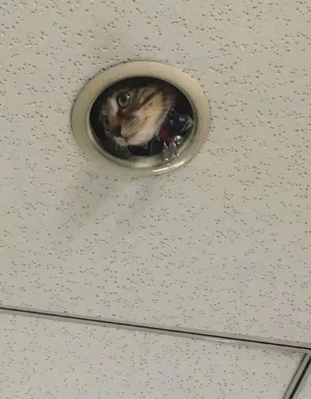 猫咪在学校走丢了 隔天上课看到天花板探出小脑袋!