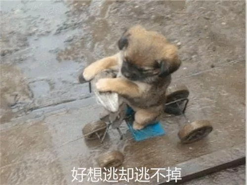 主人自制遛狗车 小土狗乖巧蹲坐着 但表情超委屈!