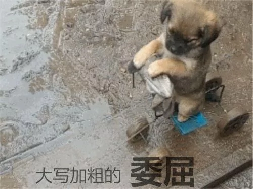 主人自制遛狗车 小土狗乖巧蹲坐着 但表情超委屈!