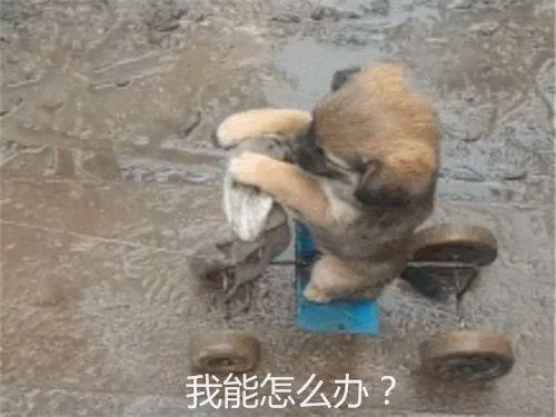 主人自制遛狗车 小土狗乖巧蹲坐着 但表情超委屈!