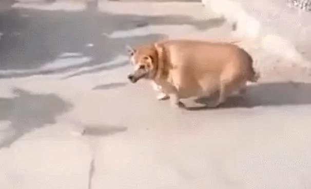 养在父母家三个月的柴犬 回来看到胖的像头猪!