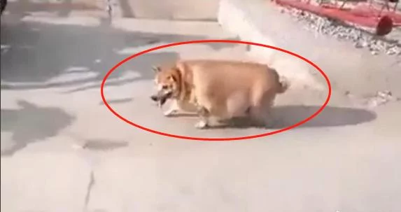 养在父母家三个月的柴犬 回来看到胖的像头猪!