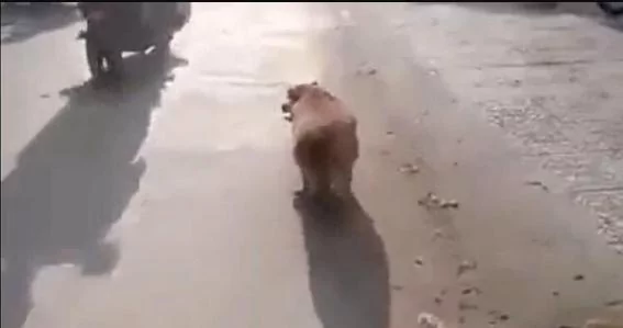 养在父母家三个月的柴犬 回来看到胖的像头猪!