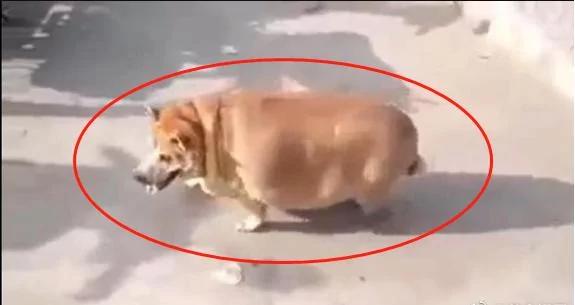 养在父母家三个月的柴犬 回来看到胖的像头猪!