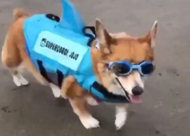 柯基犬成滑浪高手 背后却有个心酸故事