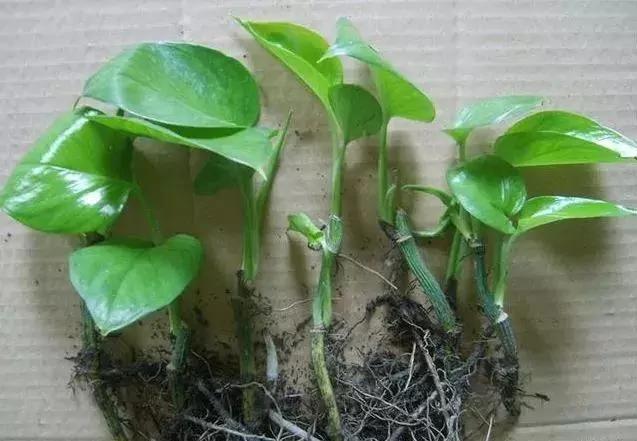 最适合夏天扦插的10种花卉,太长见识了~