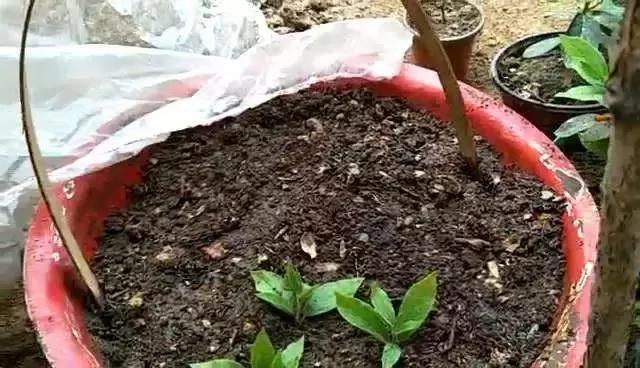 最适合夏天扦插的10种花卉,太长见识了~