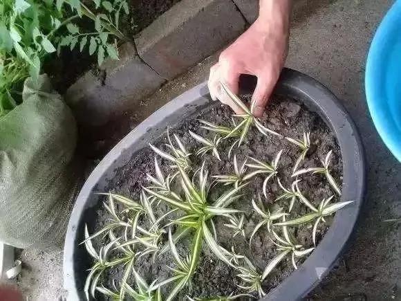 最适合夏天扦插的10种花卉,太长见识了~