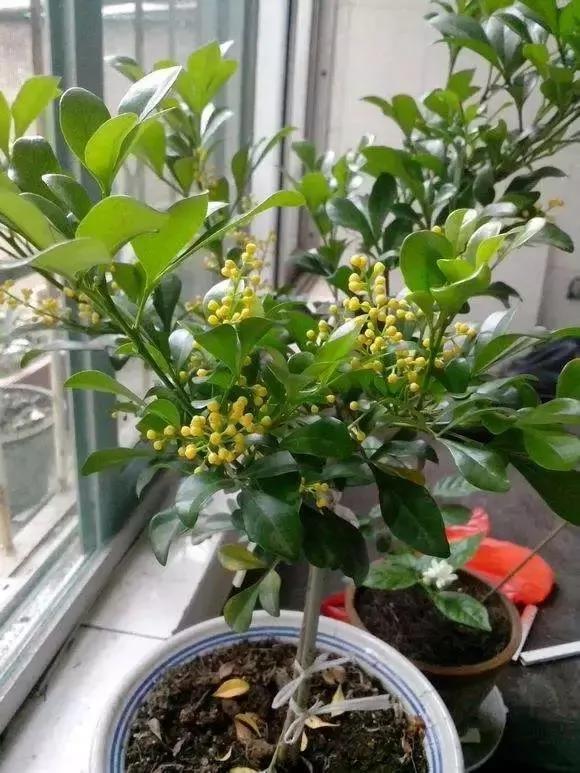 最适合夏天扦插的10种花卉,太长见识了~