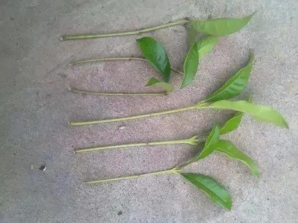 最适合夏天扦插的10种花卉,太长见识了~