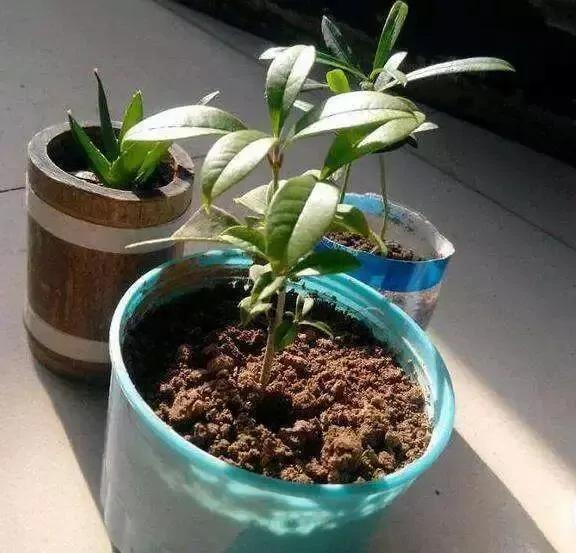 最适合夏天扦插的10种花卉,太长见识了~