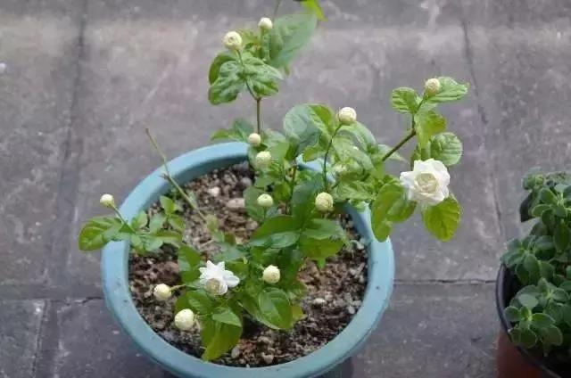 最适合夏天扦插的10种花卉,太长见识了~