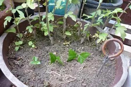 最适合夏天扦插的10种花卉,太长见识了~
