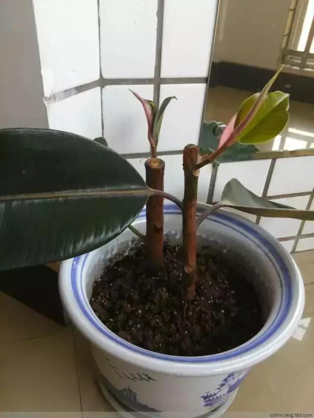 最适合夏天扦插的10种花卉,太长见识了~