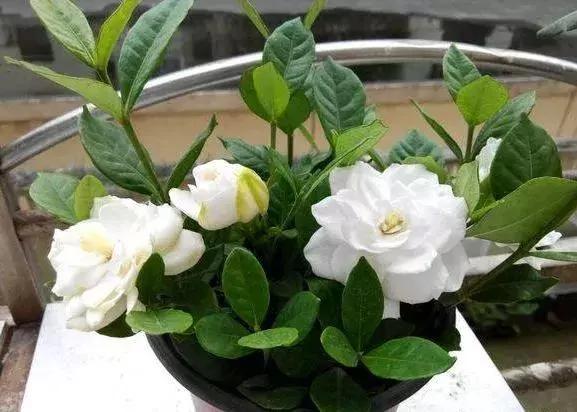 最适合夏天扦插的10种花卉,太长见识了~