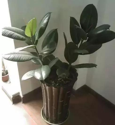 最适合夏天扦插的10种花卉,太长见识了~
