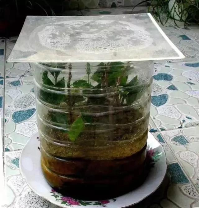 最适合夏天扦插的10种花卉,太长见识了~