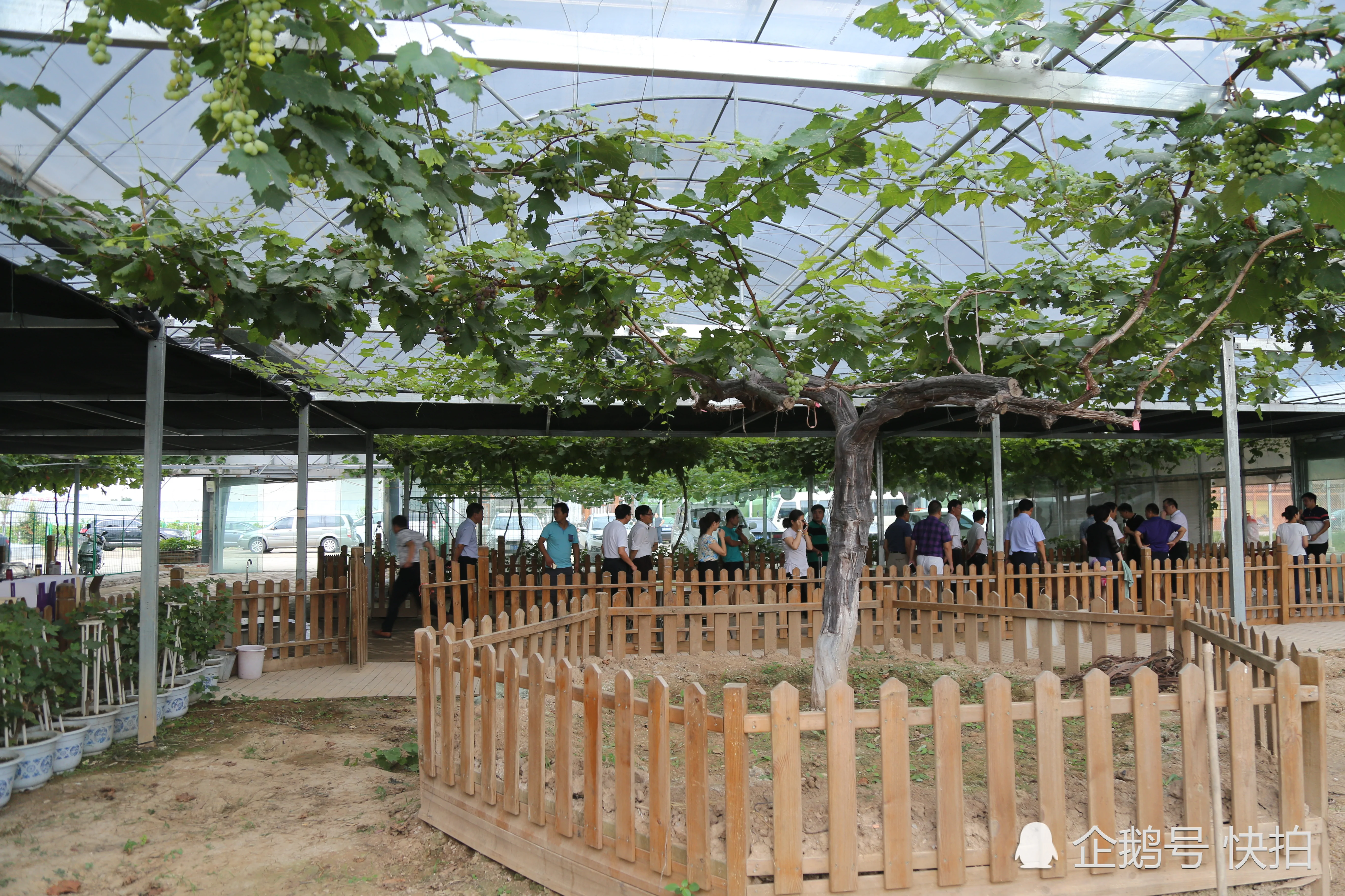 15万块钱买棵葡萄树结出7种果 游客称少见