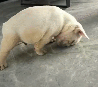 狗狗睡觉一不小心还劈了个叉 网友:这是什么睡姿 挺别致呀