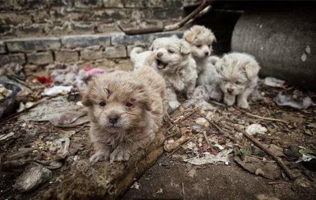 流浪狗不愿跟人走 直到他把领养人带到垃圾堆时 领养人愣住了!
