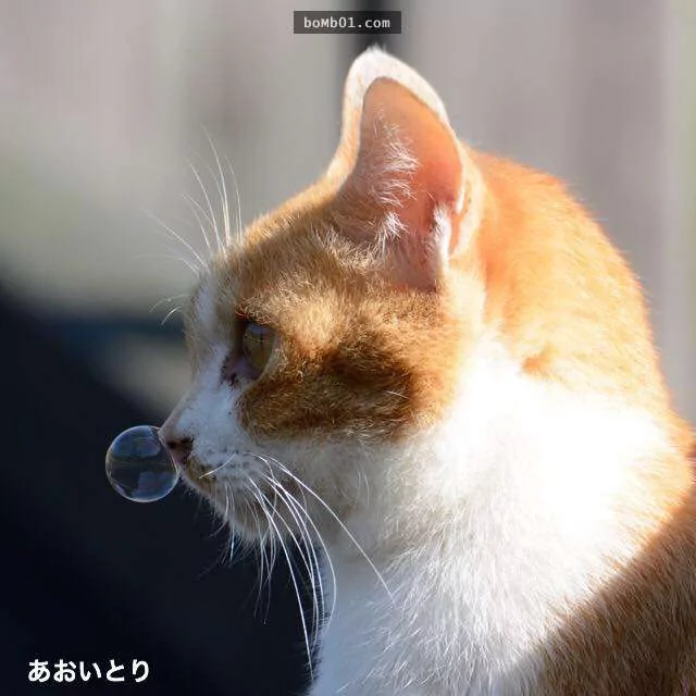 喵星人“不想被人看到的画面”被拍到 看着也觉得疗愈啊!
