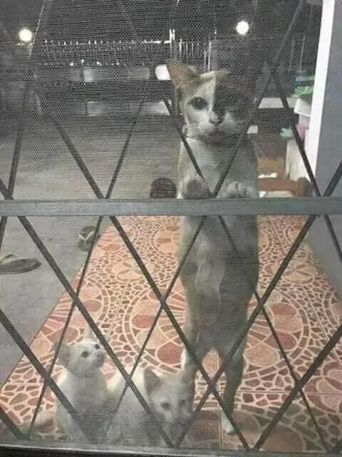 走失猫咪“终于回家” 还送大惊喜!主人哭称:养不起啊!