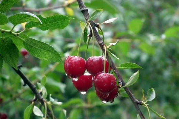 这7种碱性水果 每一个都是排尿酸“高手” 痛风的人要多吃些
