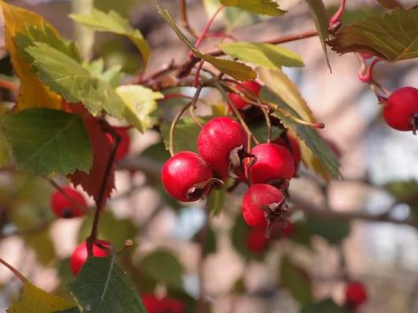这7种碱性水果 每一个都是排尿酸“高手” 痛风的人要多吃些
