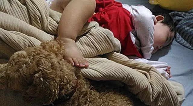 红贵宾照顾婴儿累了 躺泰迪熊身上隐身午睡 小宝宝满屋爬却找不到!