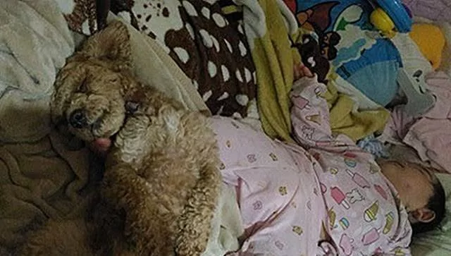 红贵宾照顾婴儿累了 躺泰迪熊身上隐身午睡 小宝宝满屋爬却找不到!