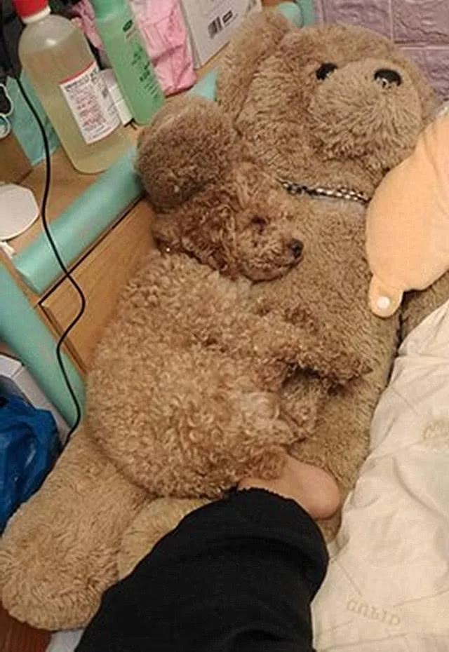 红贵宾照顾婴儿累了 躺泰迪熊身上隐身午睡 小宝宝满屋爬却找不到!