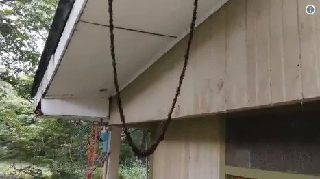百万蚂蚁建“U型桥”进攻蜂巢 场面震撼!