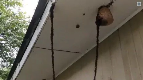 百万蚂蚁建“U型桥”进攻蜂巢 场面震撼!